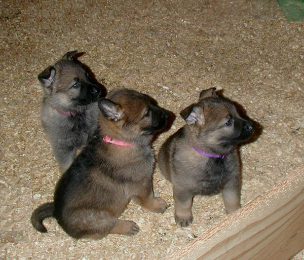 The Girls 5 wks