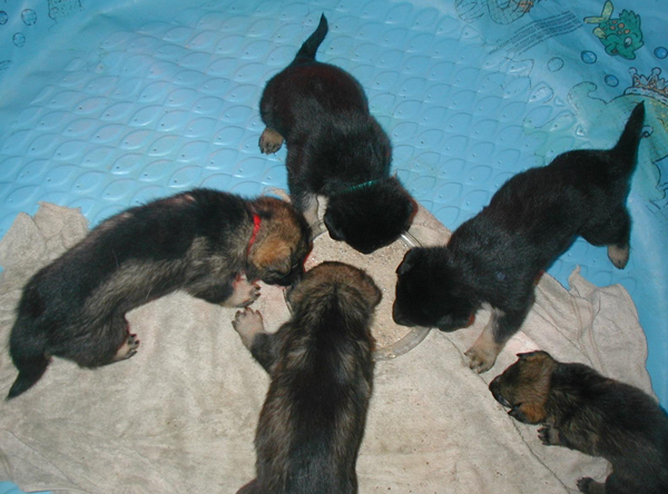 Tobi x Argo pups dinnertime 4 wks