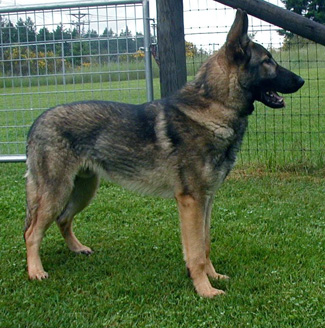 Tracker Ace 8.5 mos