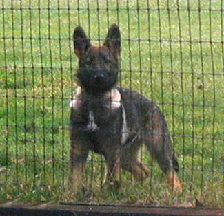 Trina 4 mos 350w