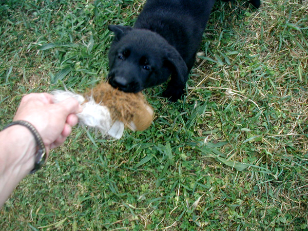 Onika Female Pup 7 wks