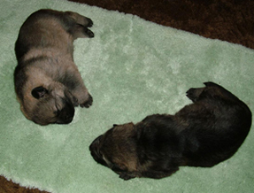 Uva x Lux Female_Male2.5wks