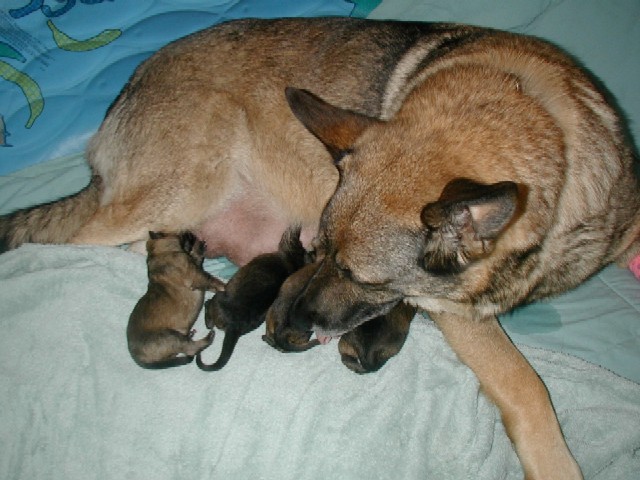 Uva Lux litter 8 hrs