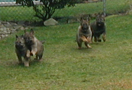 Uva kids 7 wks