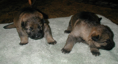 Uva x Lux Female_Female2.5wks