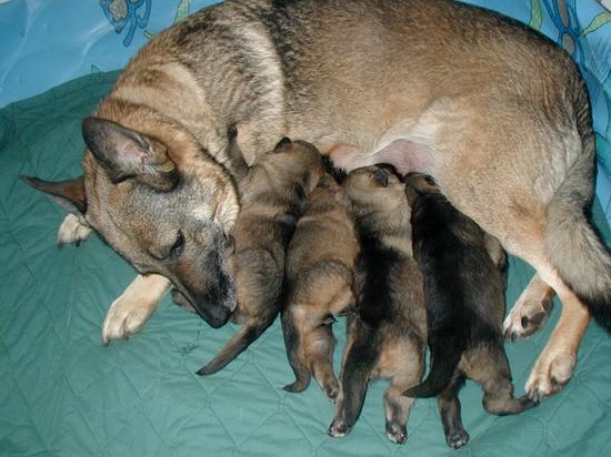 Uva_Lux pups 2 wks