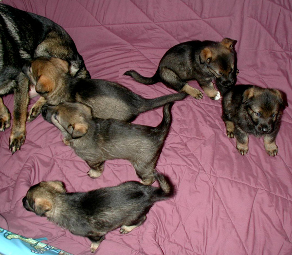 Xenna Lux pups 4 weeks 600x