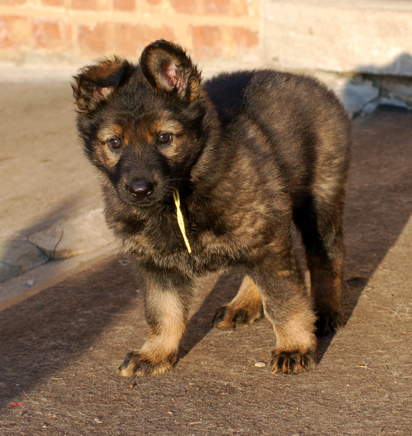 Lusy Yellow collar female 6 wks