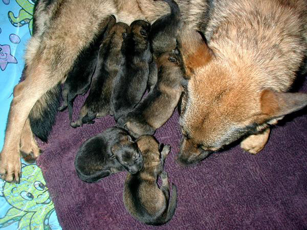 Yeltsa Chachar pups 1 week