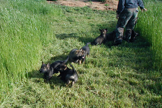 Yeltsa pups 7.5wks