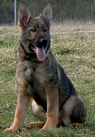 Yeltsa 4 mos