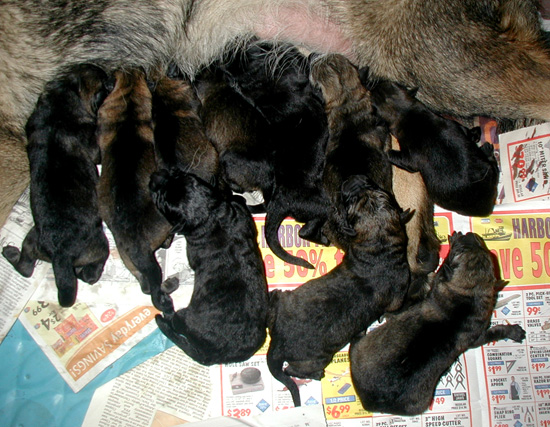Yumix Lux Litter 3_ 8 hrs old1a