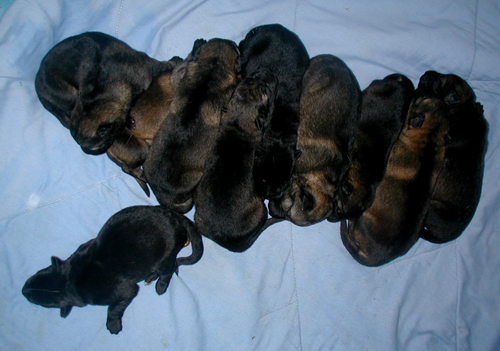 Yumi Lux pups 10 days 