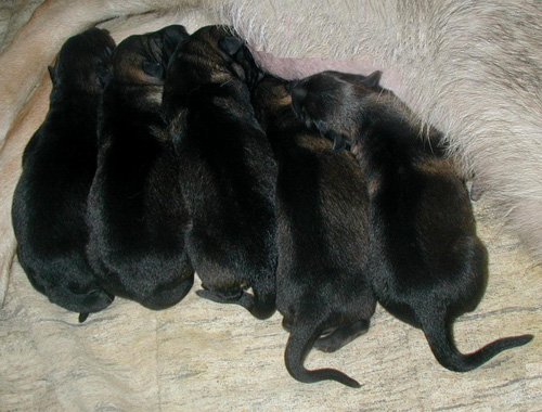 Uva x Argo pups 1 day