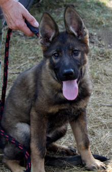 Bojhan_14 wks