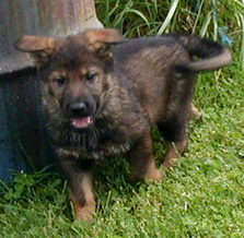 Bojhan_7 wks
