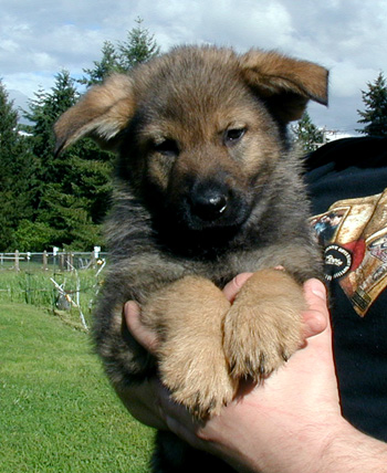 Yeltsa green male 7.5wks