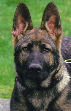 Grady_Head 1 4 mos