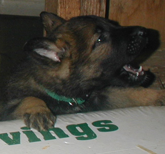 green collar male