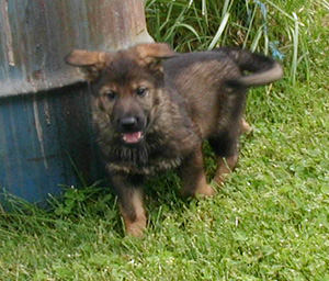 Helga Norbo green collar male 7 wks