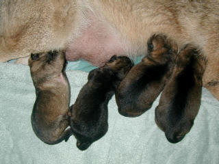 Uva Lux pups 8 hrs
