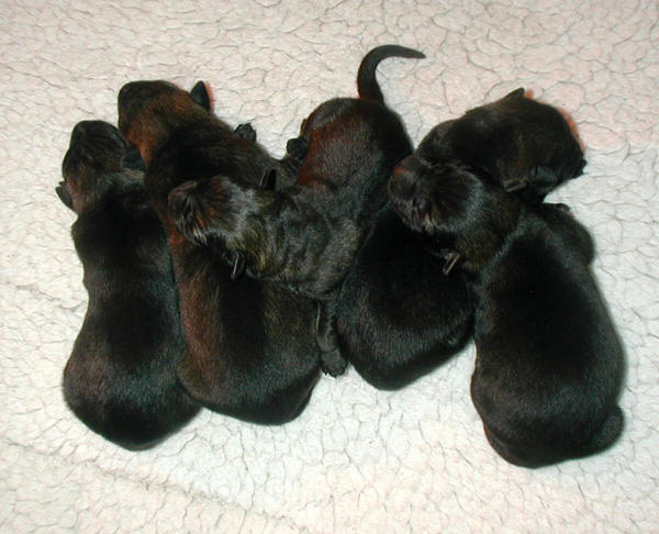 Xernna x Lux Litter 1 day old