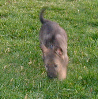 lime collar male