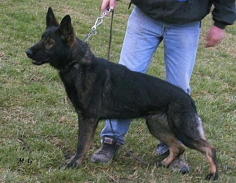 East german gsd breeders