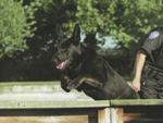 Von Bruin's Ranger's Rookie, King County K9