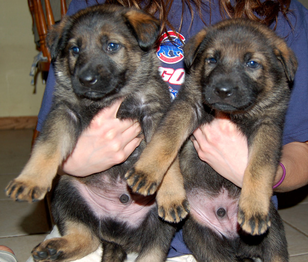 White Male _ Blue Male 4.5 wks