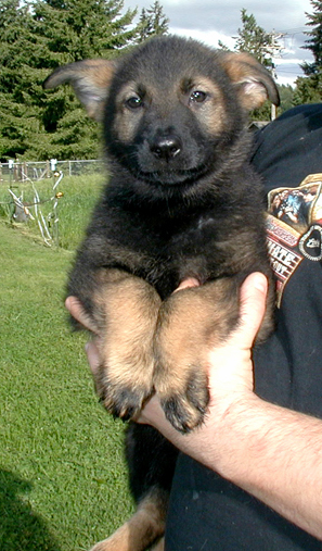 Yeltsa black collar male 7.5wks