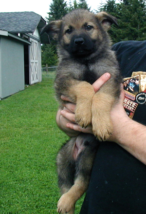 Yeltsa Lime collar male 7.5 wks 300w