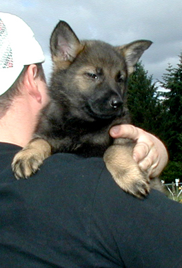 Yeltsa pumpkin fe 7.5wks