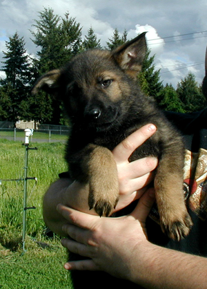 Yeltsa red collar male 7.5 wks