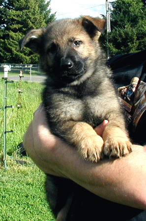 Yeltsa yellow collar male 7.5 wks 300w