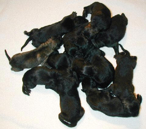 Xenna Lux 2nd litter pups 5 hrs old