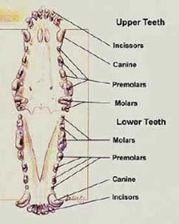 Canine Upper and Lower