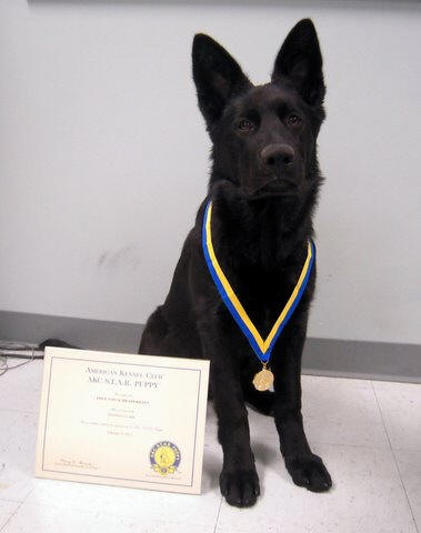 Edge_STAR puppy cert.