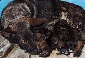 Denzis first litter