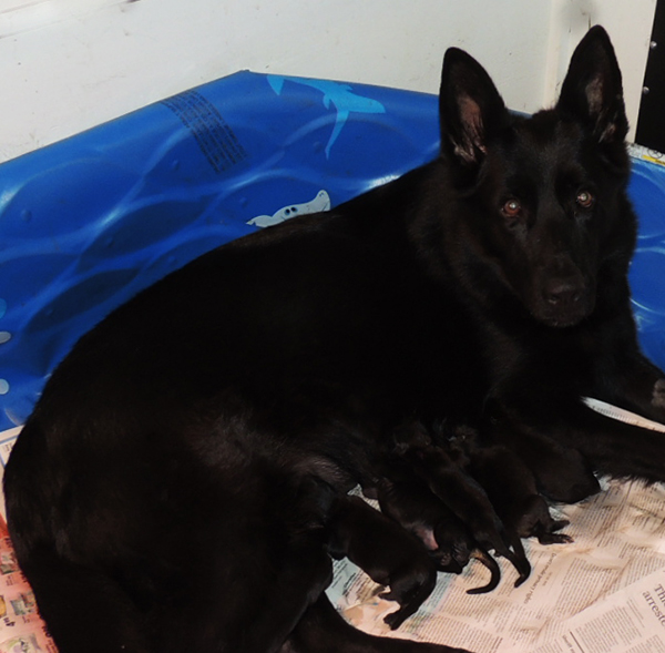 Isy Gero R Litter 2 days 1