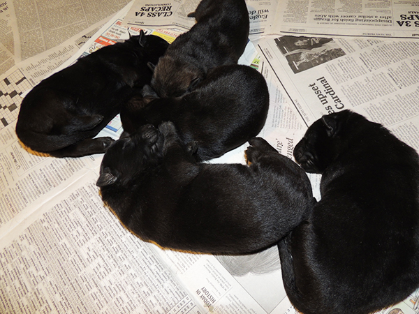 Isy Gero R Litter 9 days 1