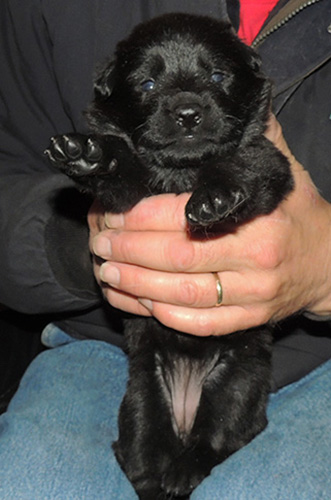 Itti Wizard Z Litter Blk Fe Orange collar 17 days