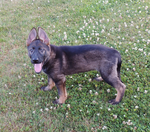 Lagertha 10 wks 2