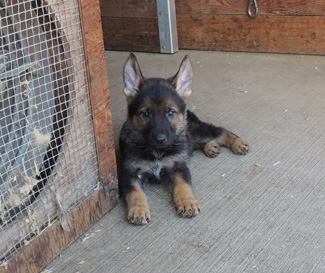 bara Lord lt Blue sable male 6 wks