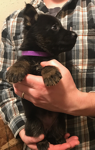 Gerry Paca B Litter Purple collar bicolor female 5 wks