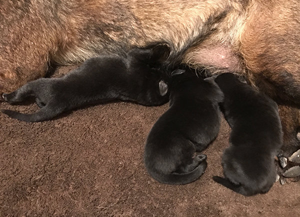 Paca x Gerry B Litter 7 days