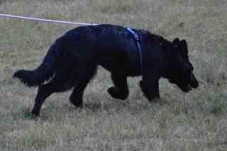 Pandra tracking 2