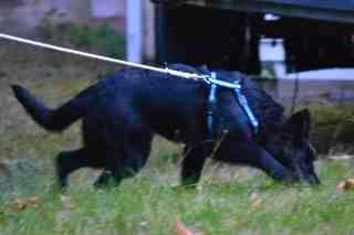 Pandra tracking 1