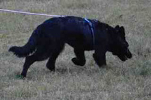 Pandra Tracking