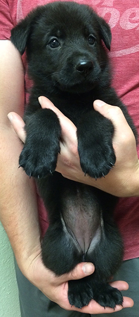 Black Female purple collar